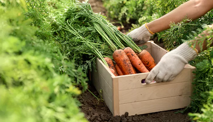 Farmers' Market Finds: Seasonal Vegetables To Incorporate Into Your Summer Diet